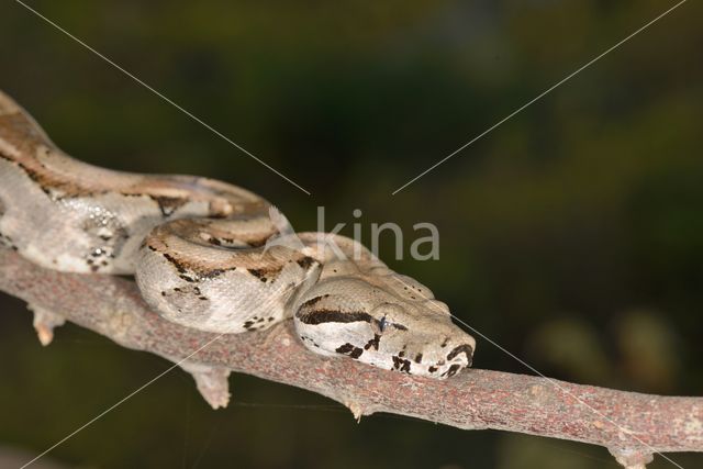 Afgodslang (Boa constrictor)