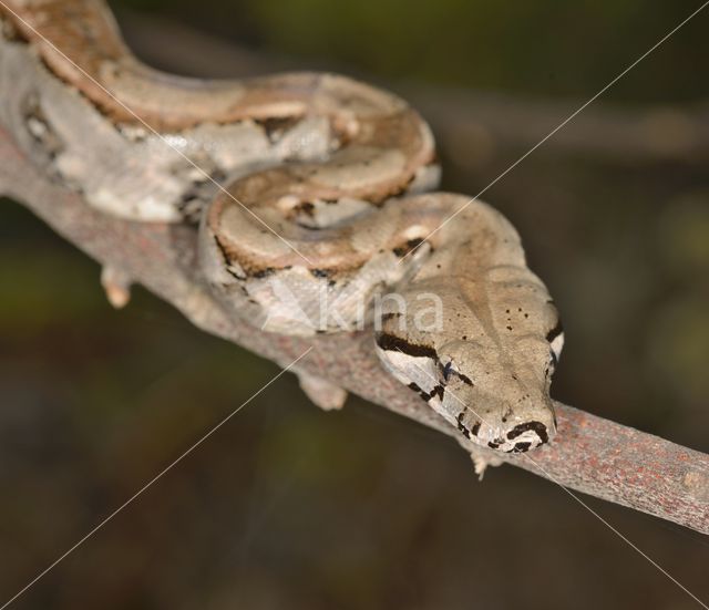 Afgodslang (Boa constrictor)