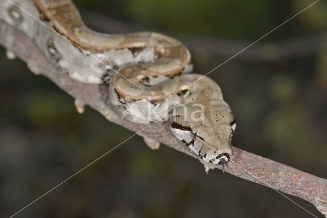 Afgodslang (Boa constrictor)