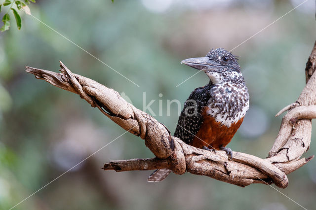 Afrikaanse reuzenijsvogel (Megaceryle maxima)