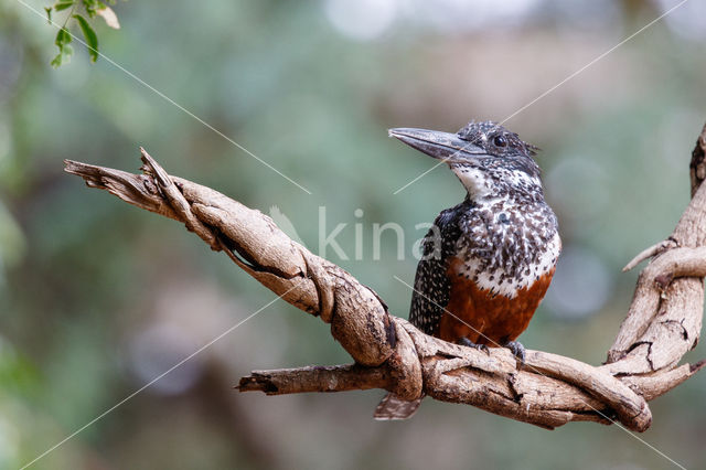 Afrikaanse reuzenijsvogel (Megaceryle maxima)