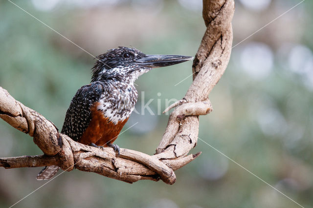 Afrikaanse reuzenijsvogel (Megaceryle maxima)