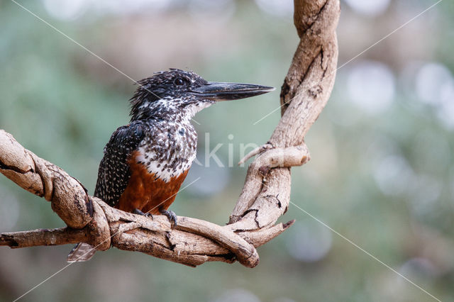 Afrikaanse reuzenijsvogel (Megaceryle maxima)