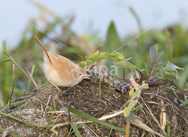 Desert Warbler (Sylvia deserti)