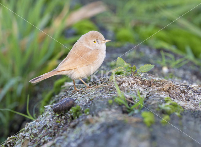 Desert Warbler (Sylvia deserti)