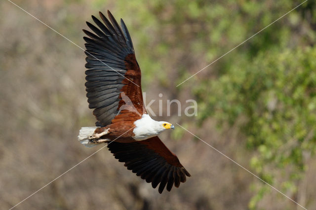 Afrikaanse Zeearend (Haliaeetus vocifer)