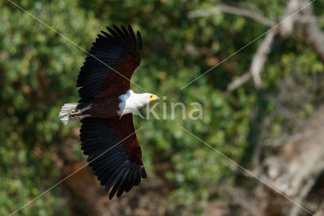 African fish eagle (Haliaeetus vocifer)
