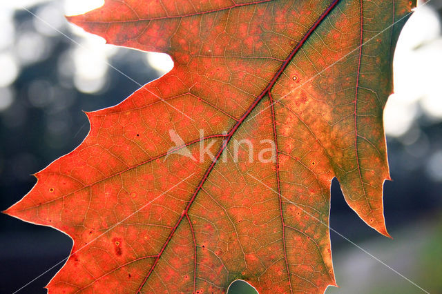 Red Oak (Quercus rubra)