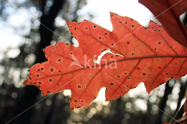 Amerikaanse eik (Quercus rubra)