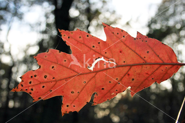 Amerikaanse eik (Quercus rubra)