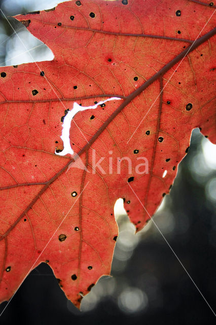 Red Oak (Quercus rubra)