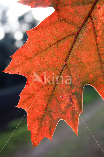 Red Oak (Quercus rubra)