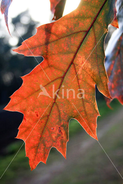 Amerikaanse eik (Quercus rubra)