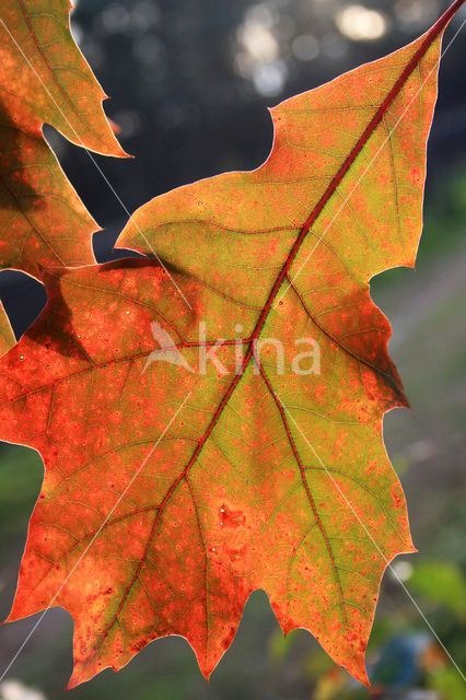 Amerikaanse eik (Quercus rubra)