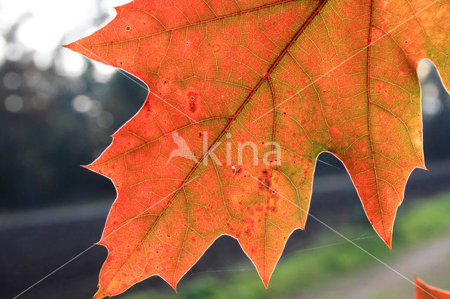 Red Oak (Quercus rubra)