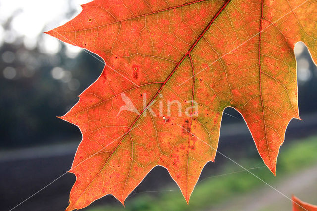 Amerikaanse eik (Quercus rubra)