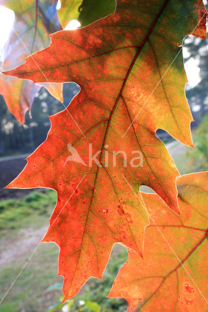 Red Oak (Quercus rubra)