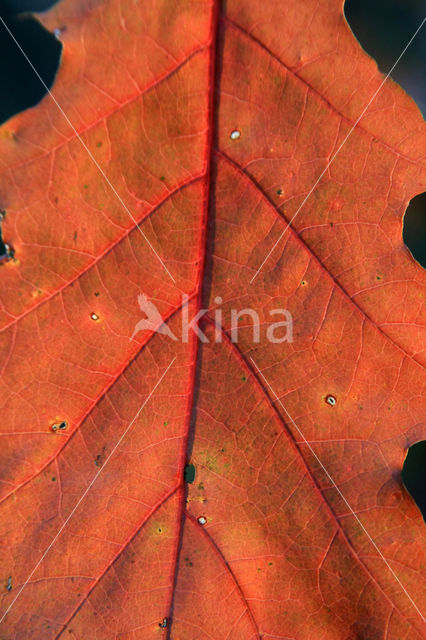 Red Oak (Quercus rubra)