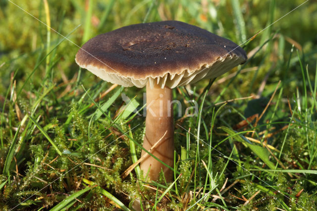 Nitrous Waxcap (Hygrocybe nitrata)