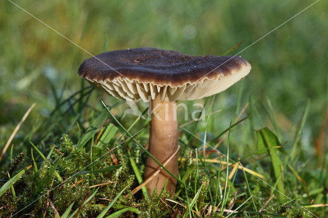 Apothekerswasplaat (Hygrocybe nitrata)