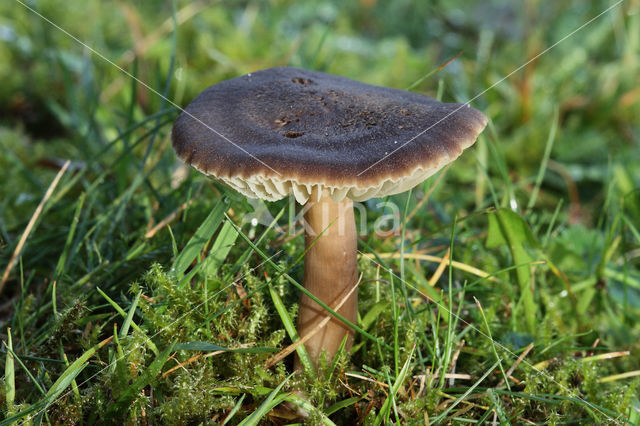 Nitrous Waxcap (Hygrocybe nitrata)