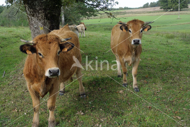 Aubrac Cow (Bos domesticus)