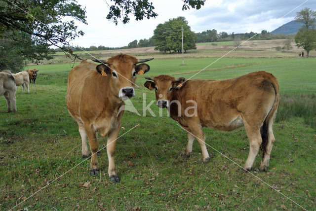 Aubrac Cow (Bos domesticus)