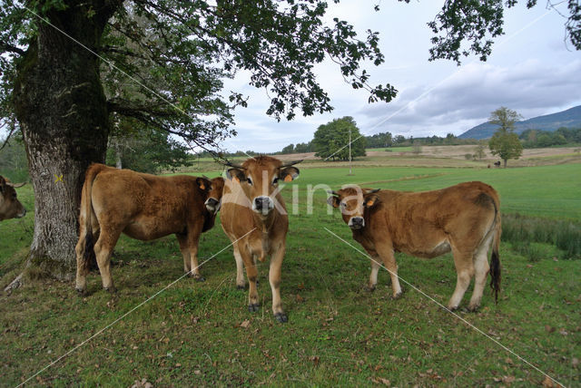 Aubrac Cow (Bos domesticus)