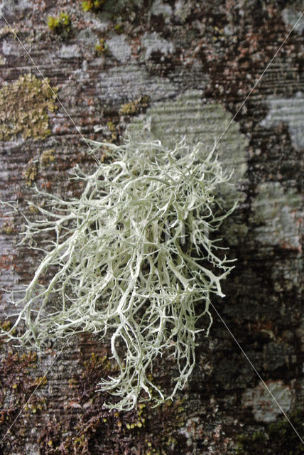 Baardmos (Usnea)