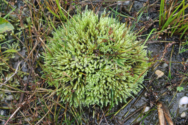 Fountain Apple-moss (Philonotis fontana)