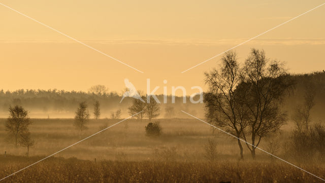 Birch (Betula)