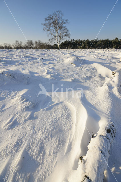 Birch (Betula)