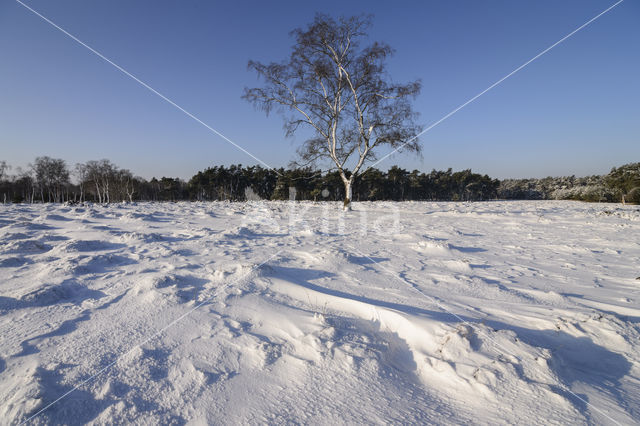 Birch (Betula)