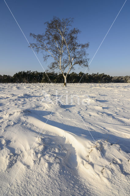 Birch (Betula)
