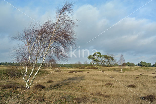 Birch (Betula)