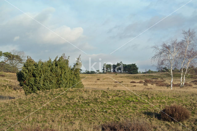 Birch (Betula)