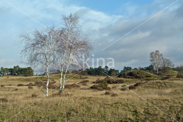 Birch (Betula)