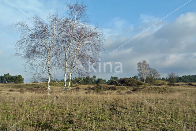Birch (Betula)