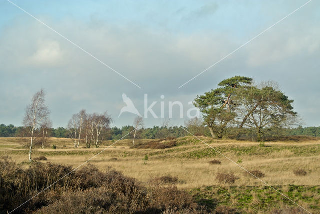Birch (Betula)