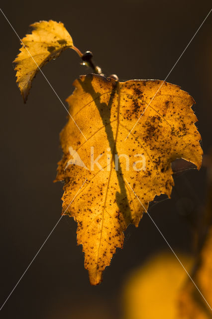 Birch (Betula)