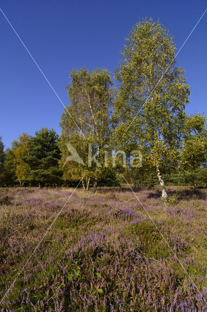 Birch (Betula)