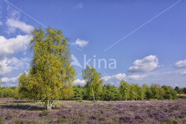 Birch (Betula)