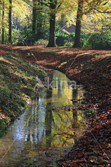 Beuk (Fagus sylvatica)