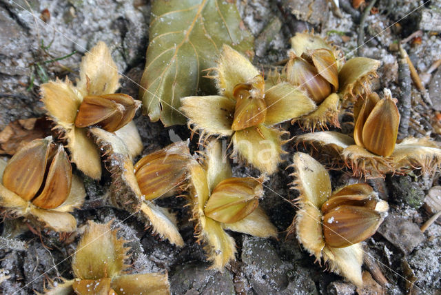 Beech (Fagus sylvatica)