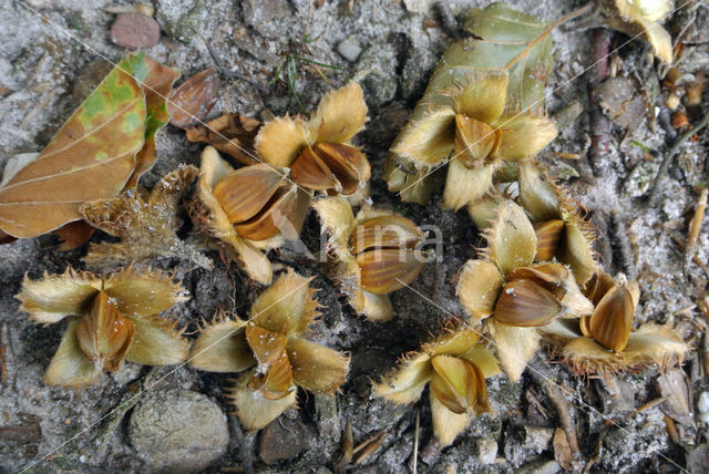 Beuk (Fagus sylvatica)