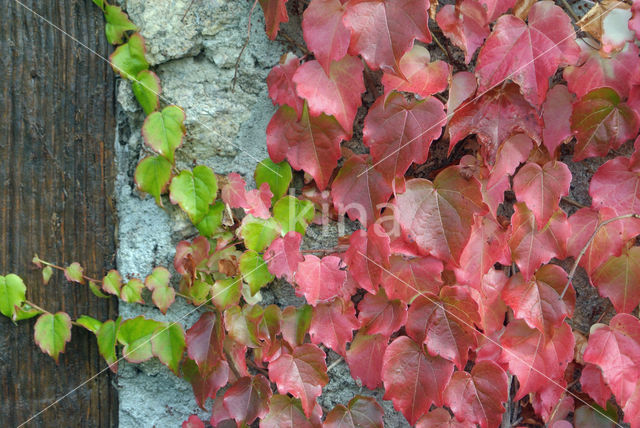 Beuk (Fagus sylvatica)