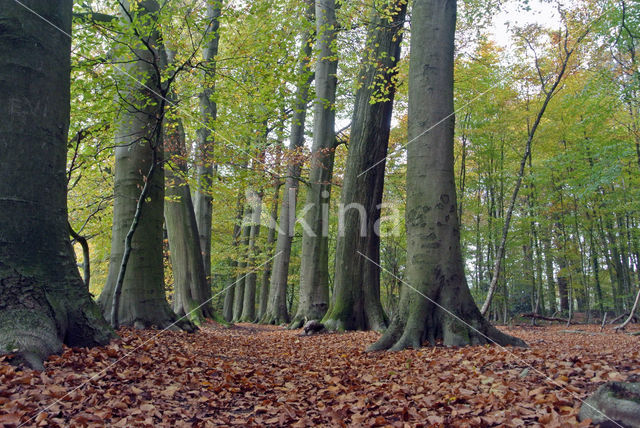 Beech (Fagus sylvatica)