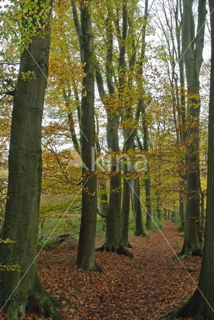 Beech (Fagus sylvatica)