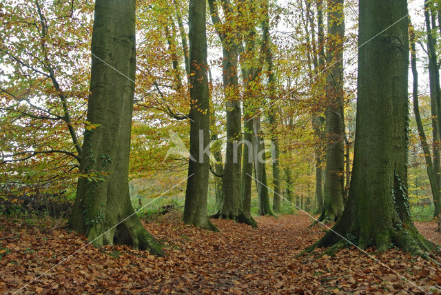 Beuk (Fagus sylvatica)