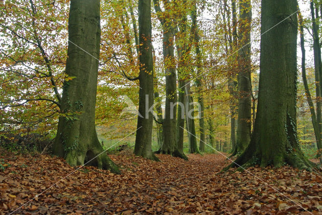 Beuk (Fagus sylvatica)